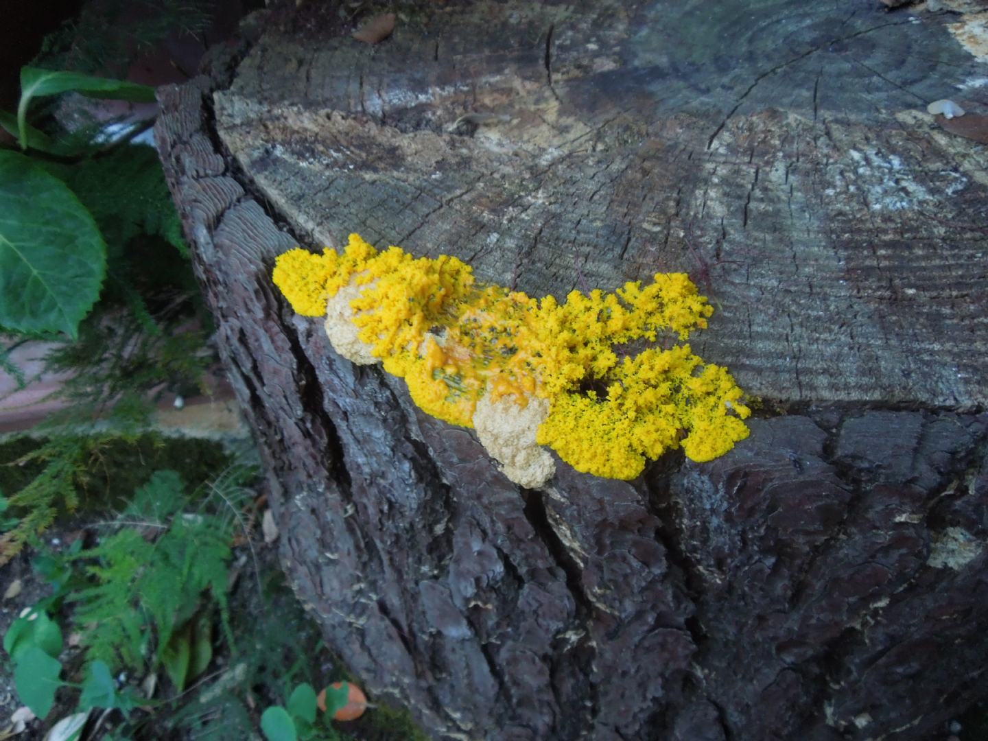 Physarum Polycephalum?